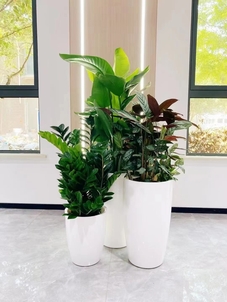 了解奉化盆景租摆,畅享优质空间美化体验